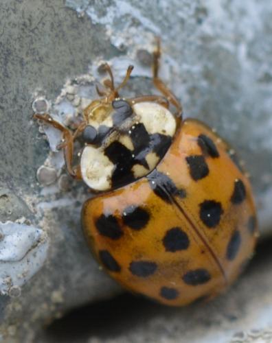 Harmonia axyridis